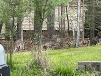 We even saw deer around