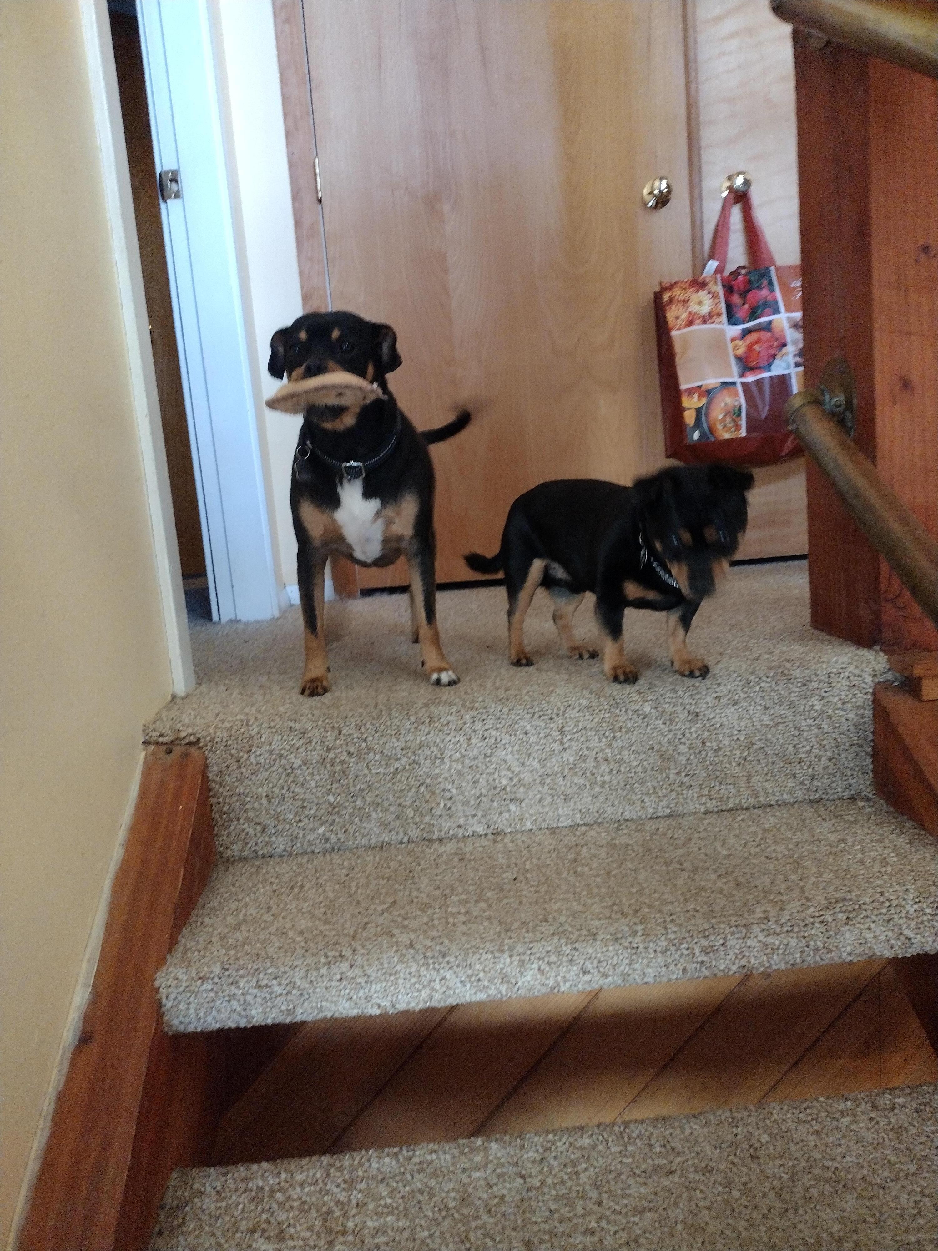 Pup friendly 