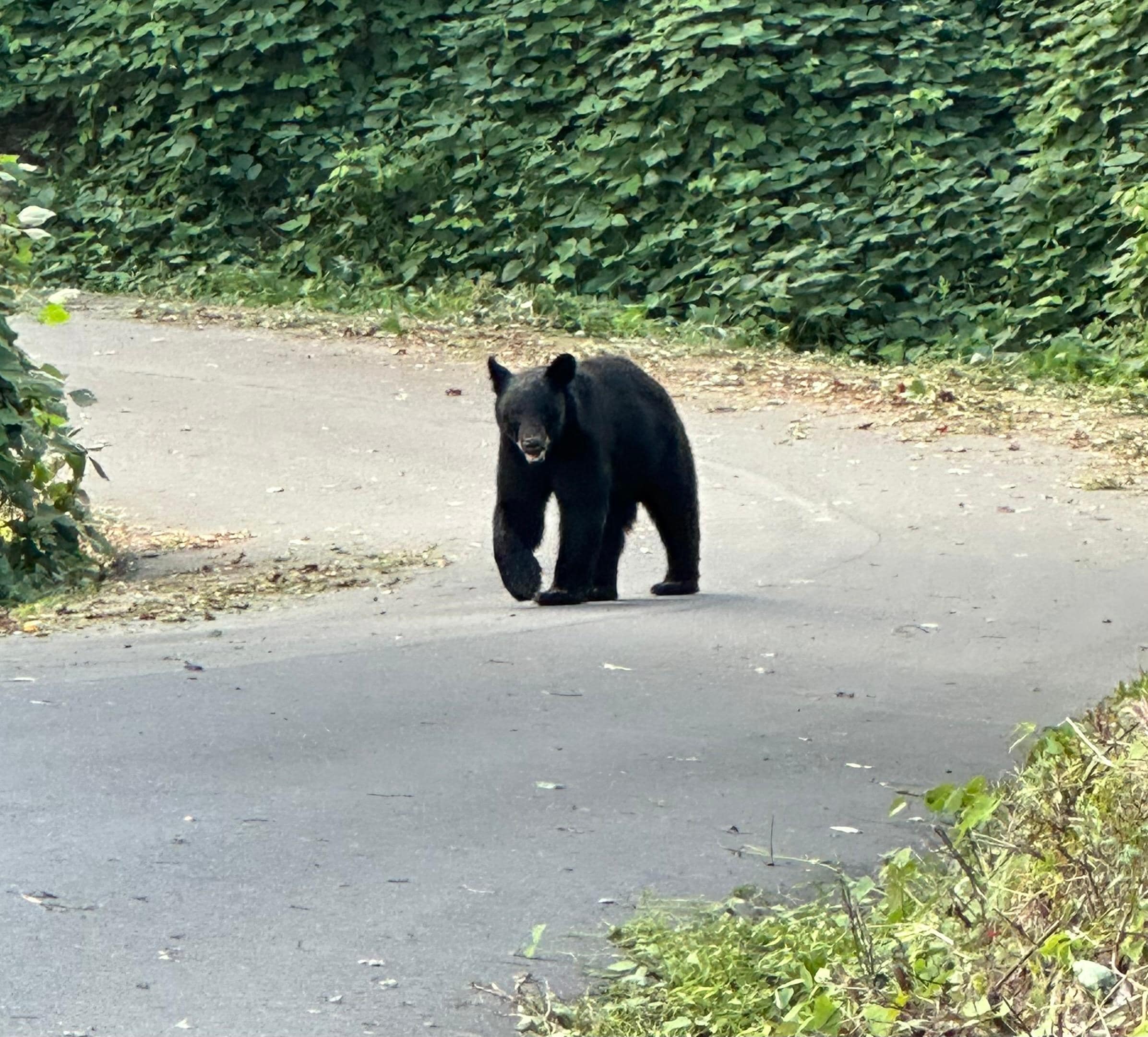 Bear in neighborhood