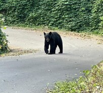 Bear in neighborhood