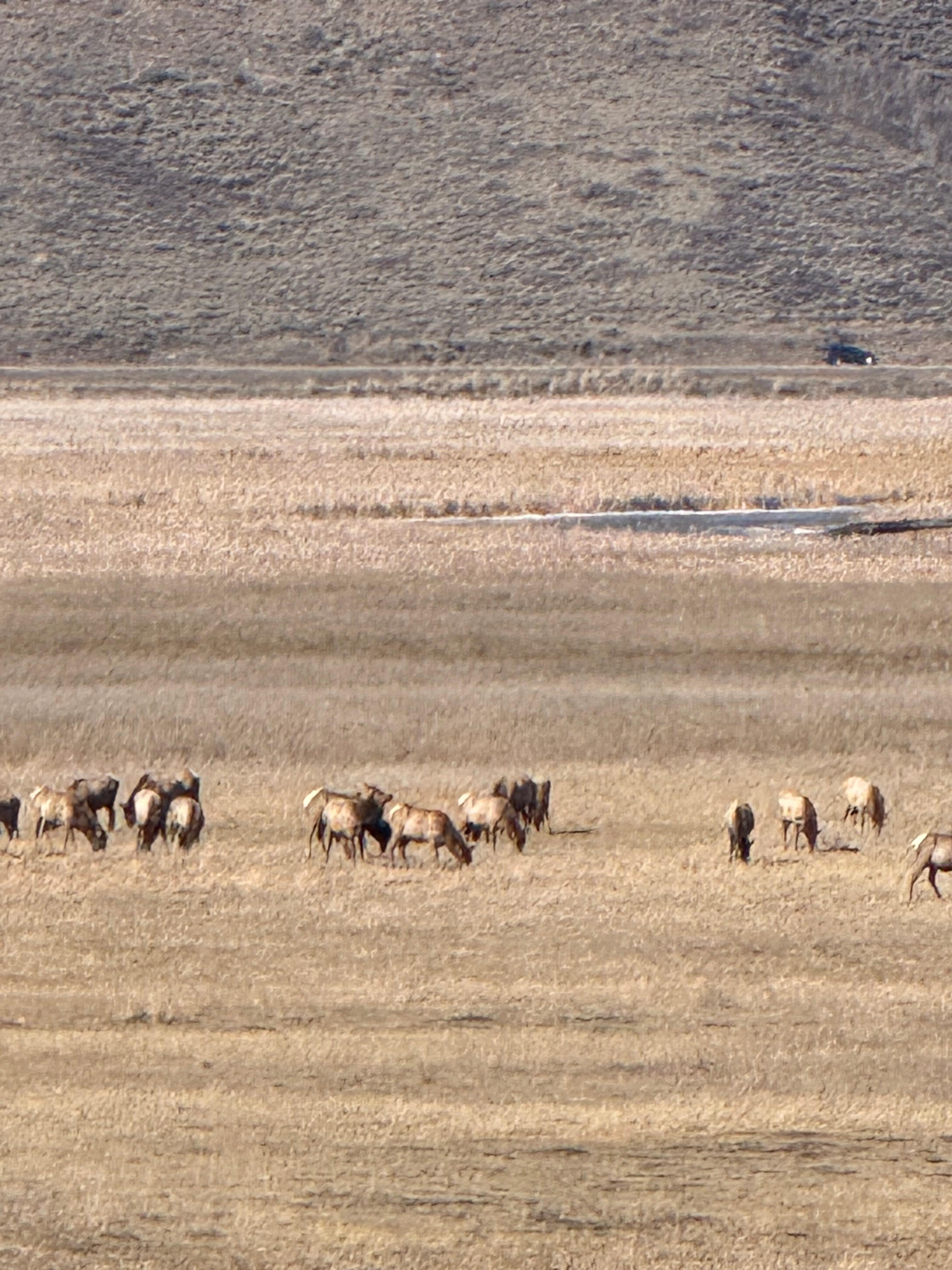 We saw lots of elk and antelope on our trip