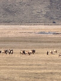 We saw lots of elk and antelope on our trip