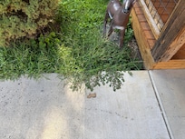 Over growing and not properly managed property conditions