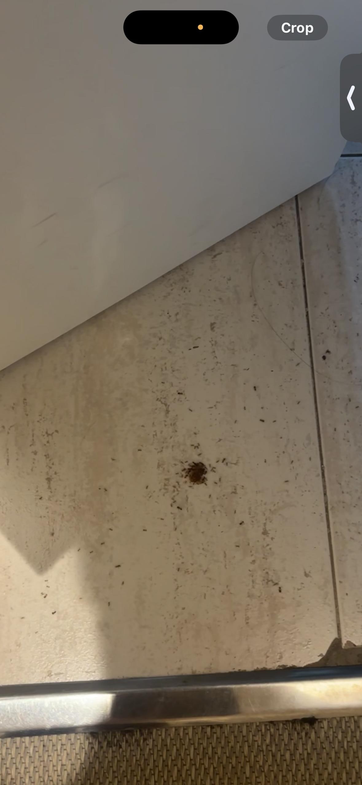 Ants in my friends room. On the top floor
