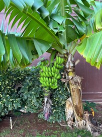 部屋の前の中庭にはバナナが