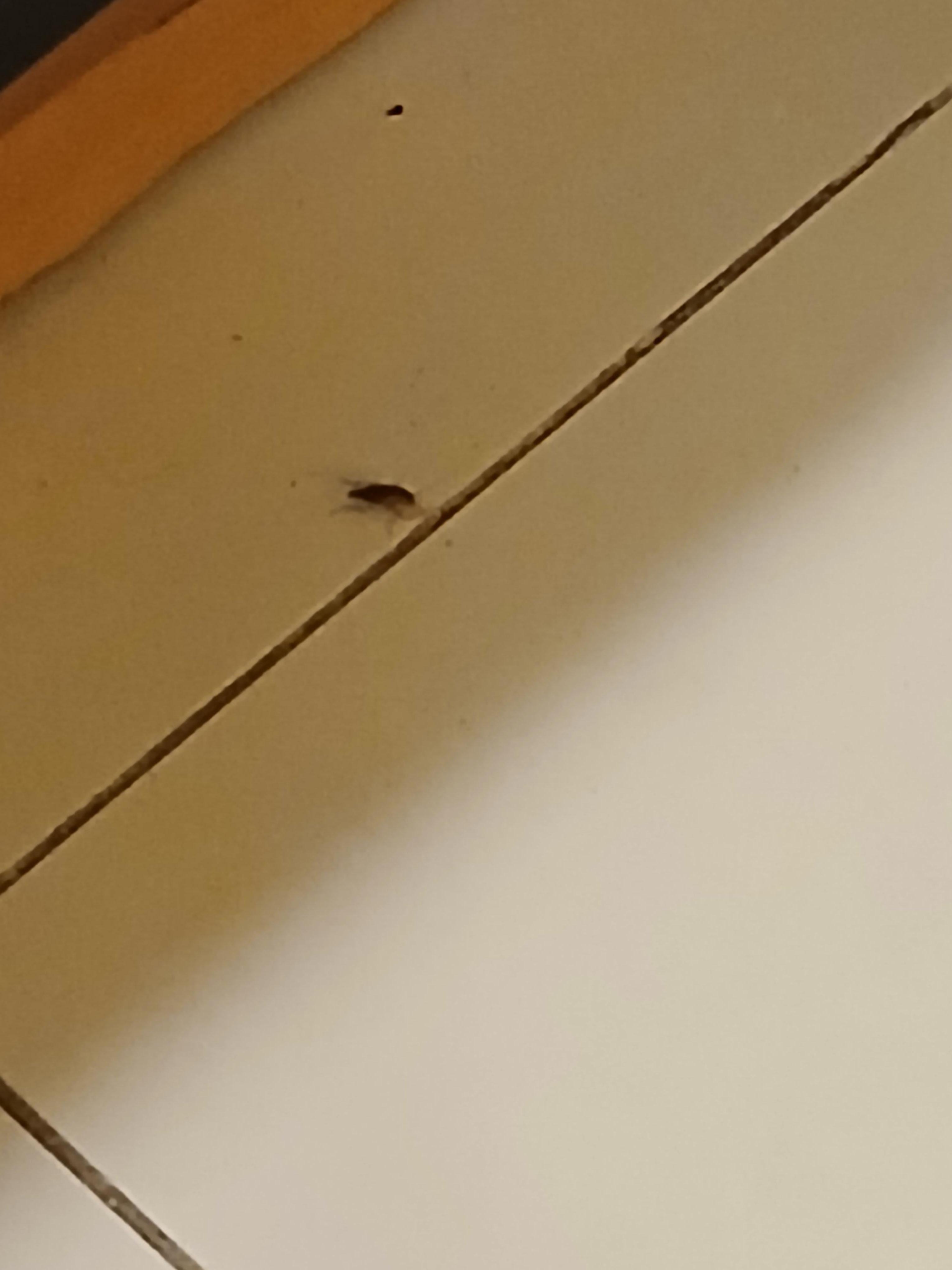 Nossas visitantes diárias baratas francesas