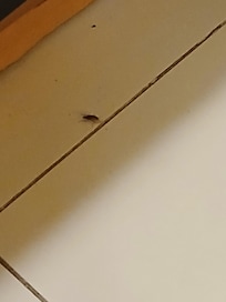 Nossas visitantes diárias baratas francesas