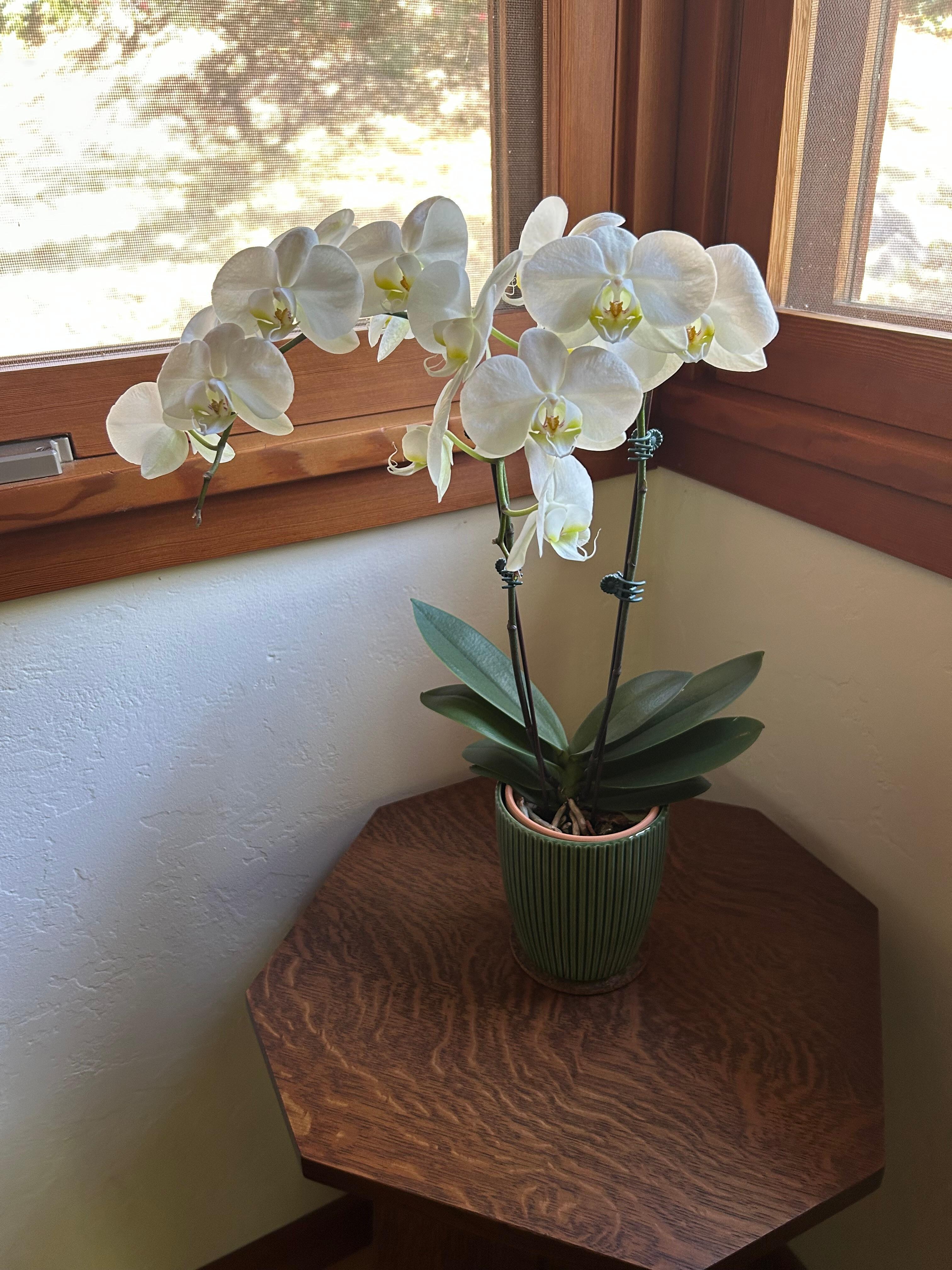 Lovely orchids 