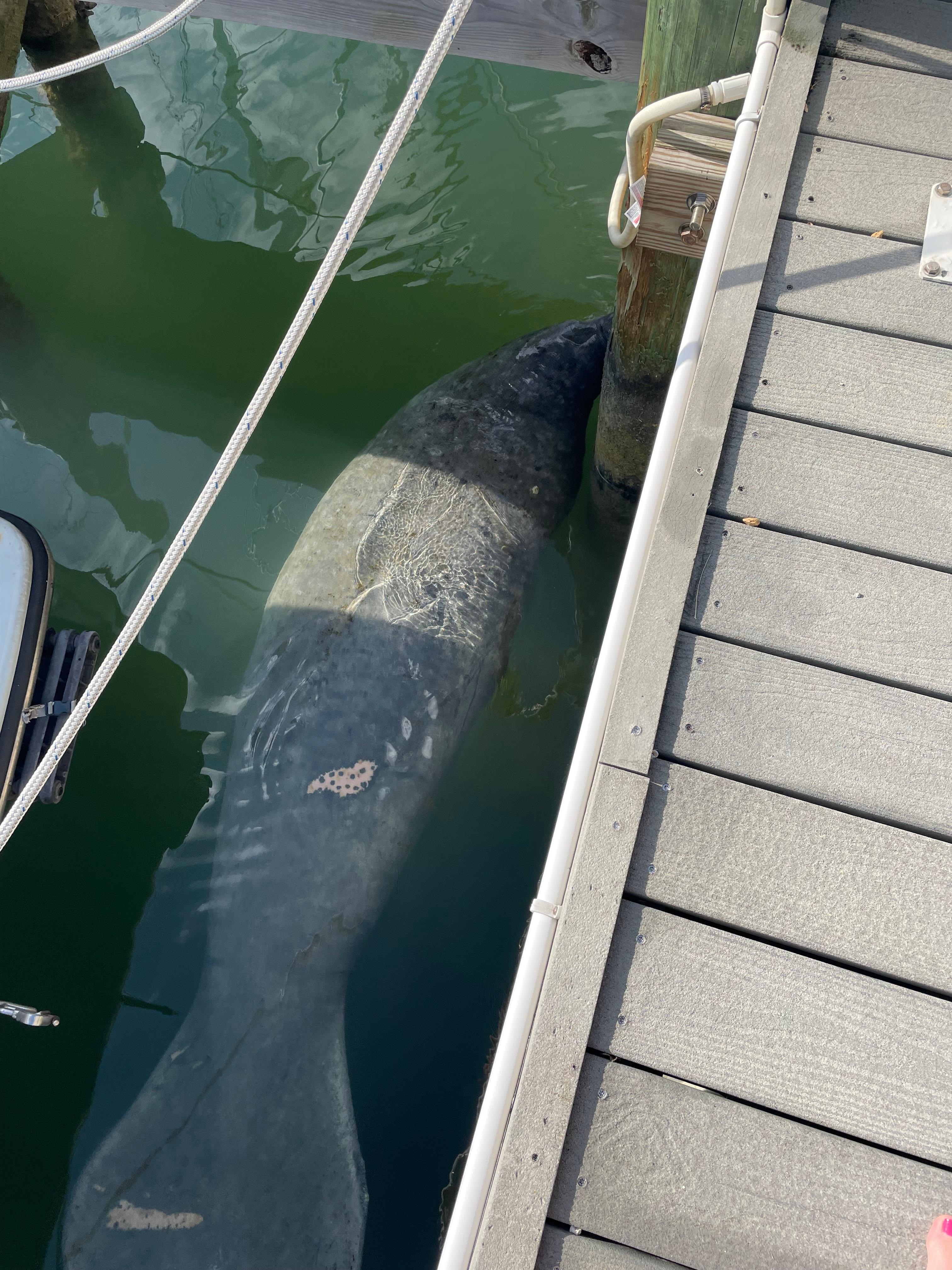 Manatee out front of our place!