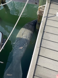 Manatee out front of our place!