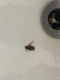 Roaches sink and refrigerator