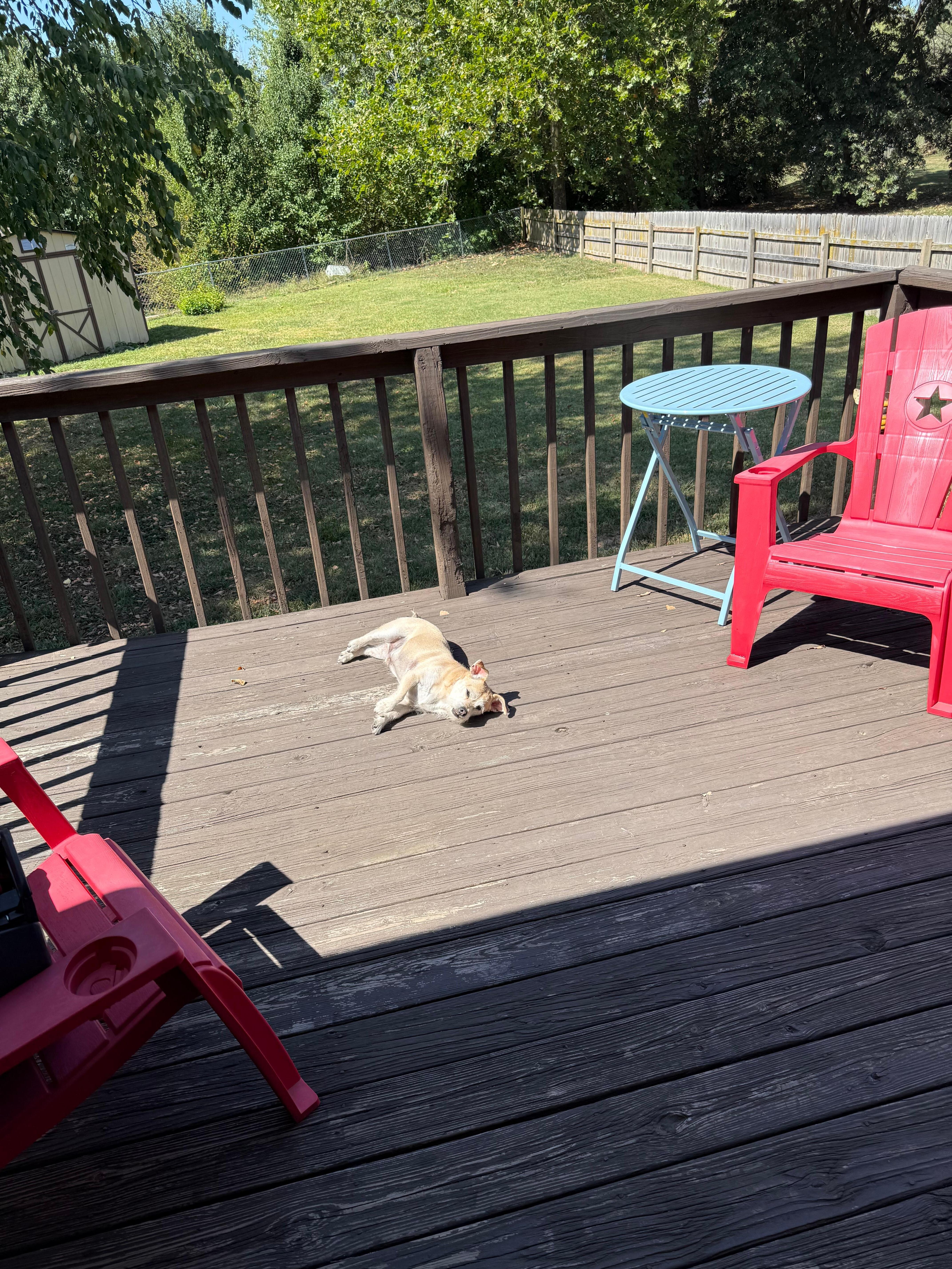 Back porch-huge yard, well kept. 