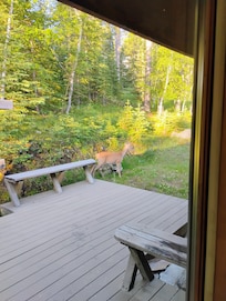 We enjoyed watching the deer having breakfast!