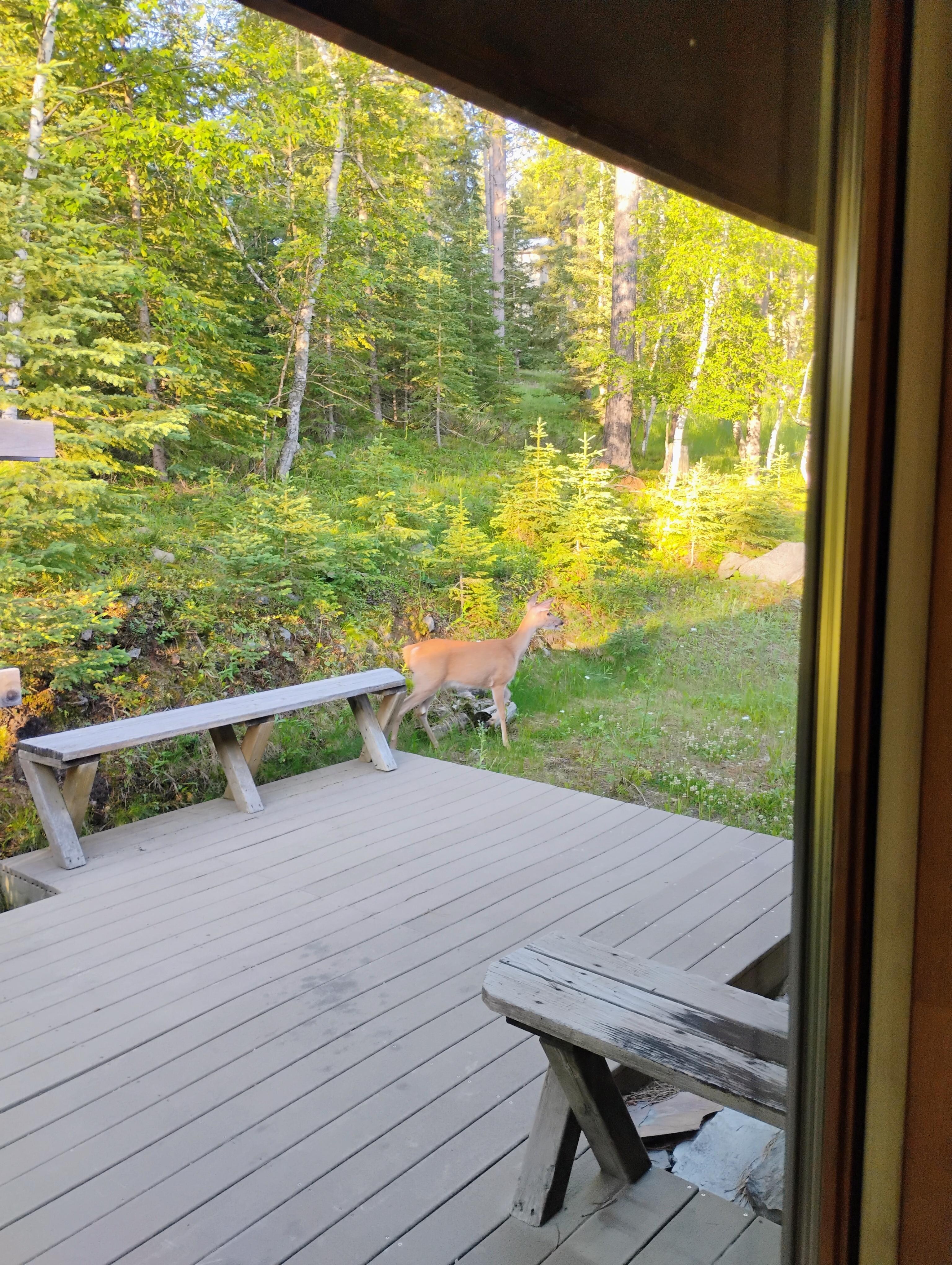We enjoyed watching the deer having breakfast!