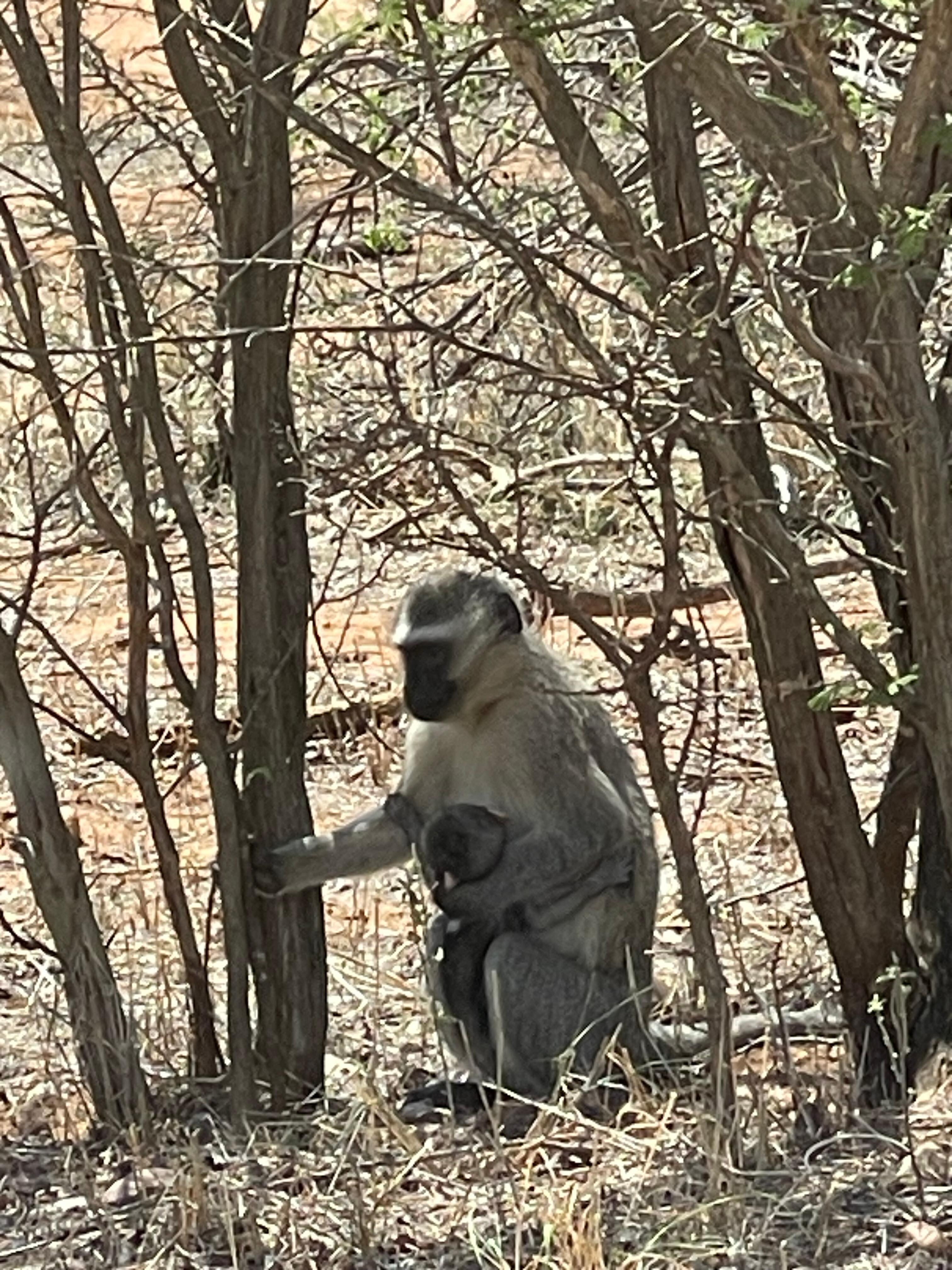 Monkey mom and baby on side of road