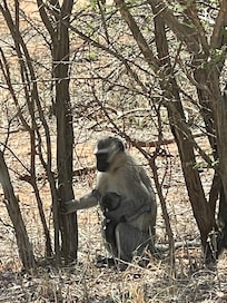Monkey mom and baby on side of road