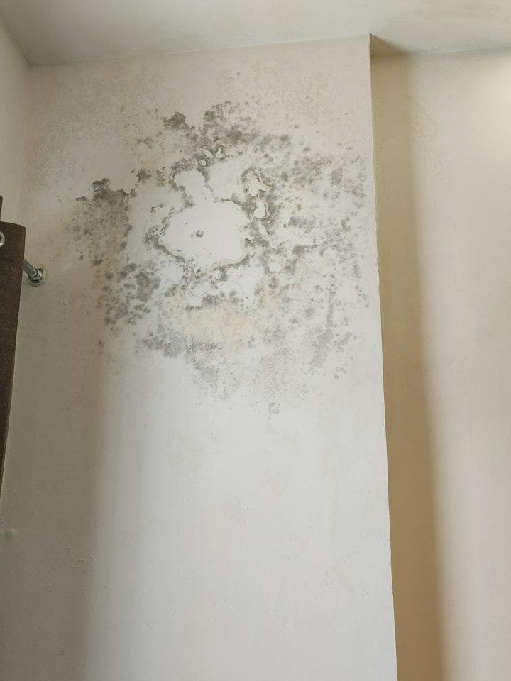 Fungus covered wall