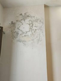 Fungus covered wall