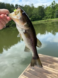 These guys are easy to catch on night crawlers or plastic lures.