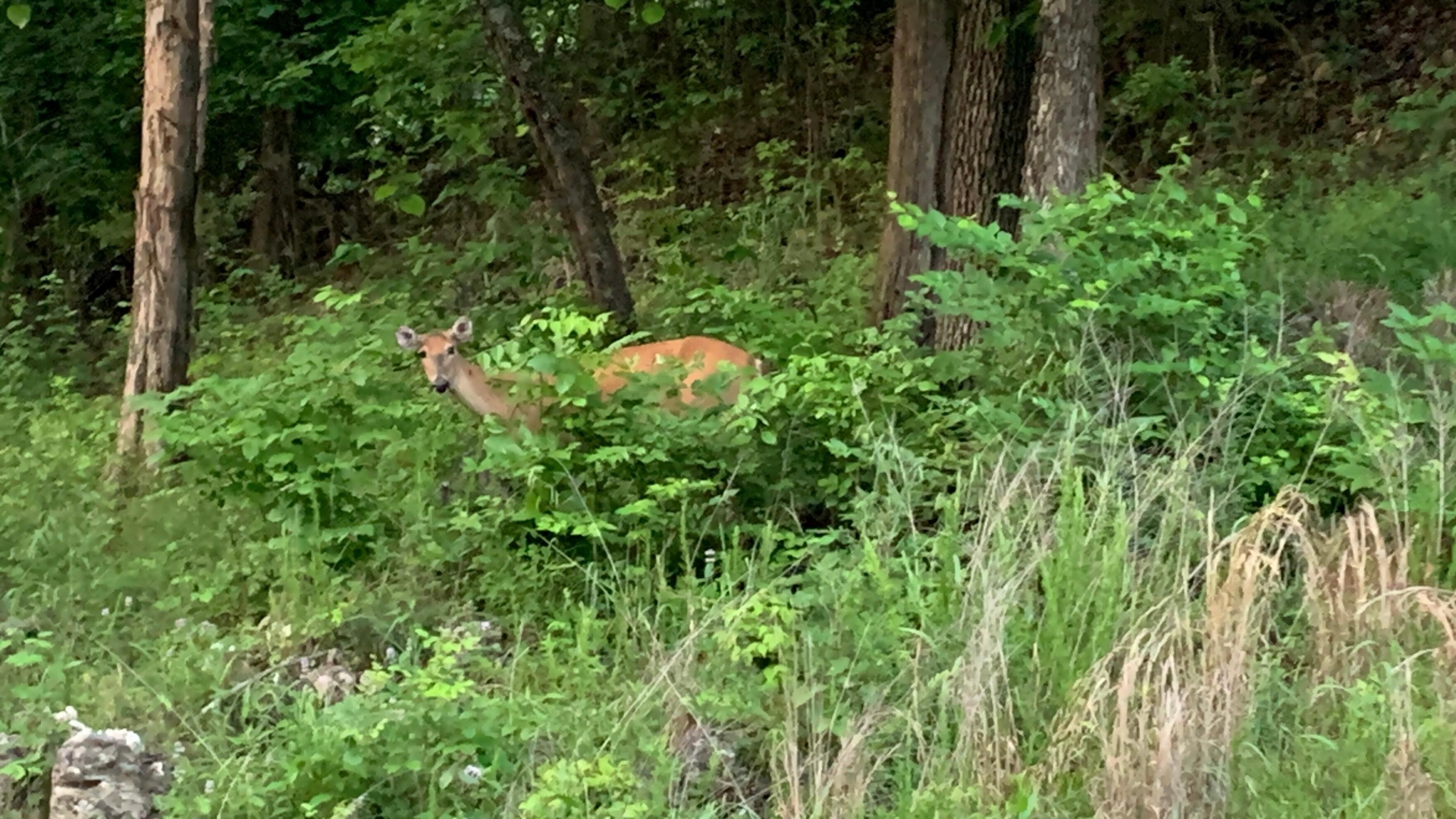 One of many deer we saw