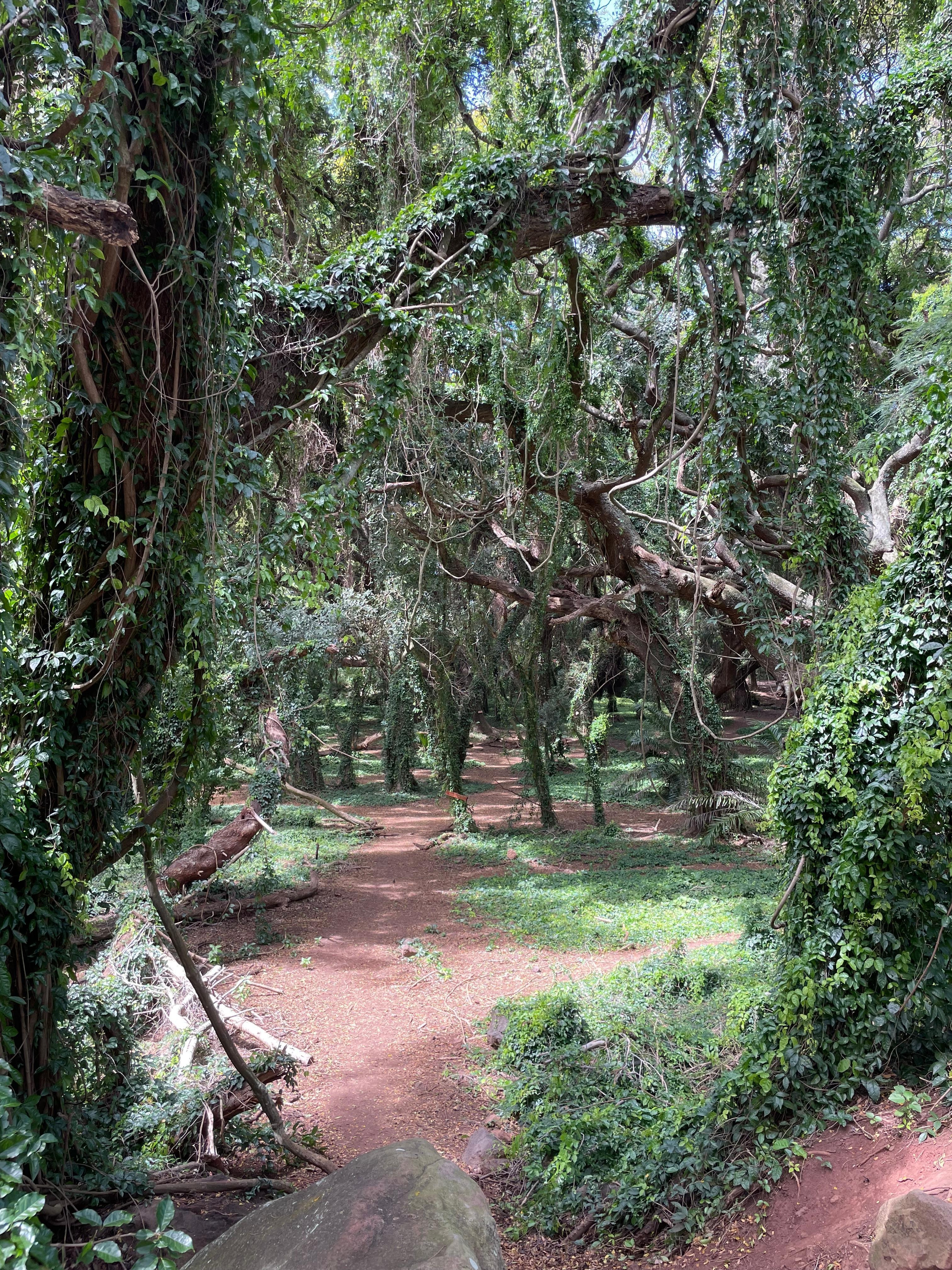 North Maui like a jungle- beautiful