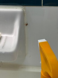One of several roaches in the bathroom.