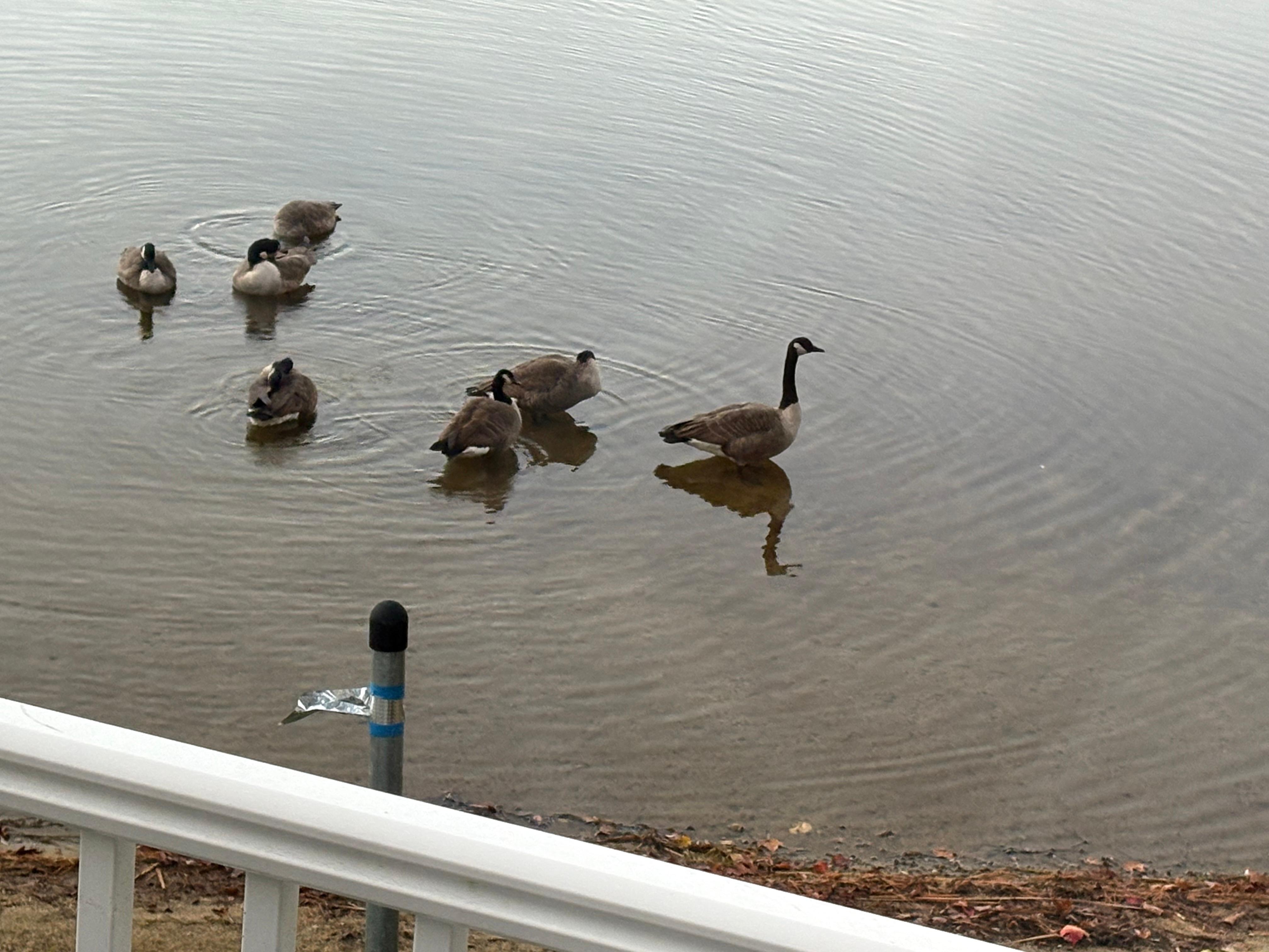 Our friendly morning visitors.