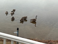 Our friendly morning visitors.