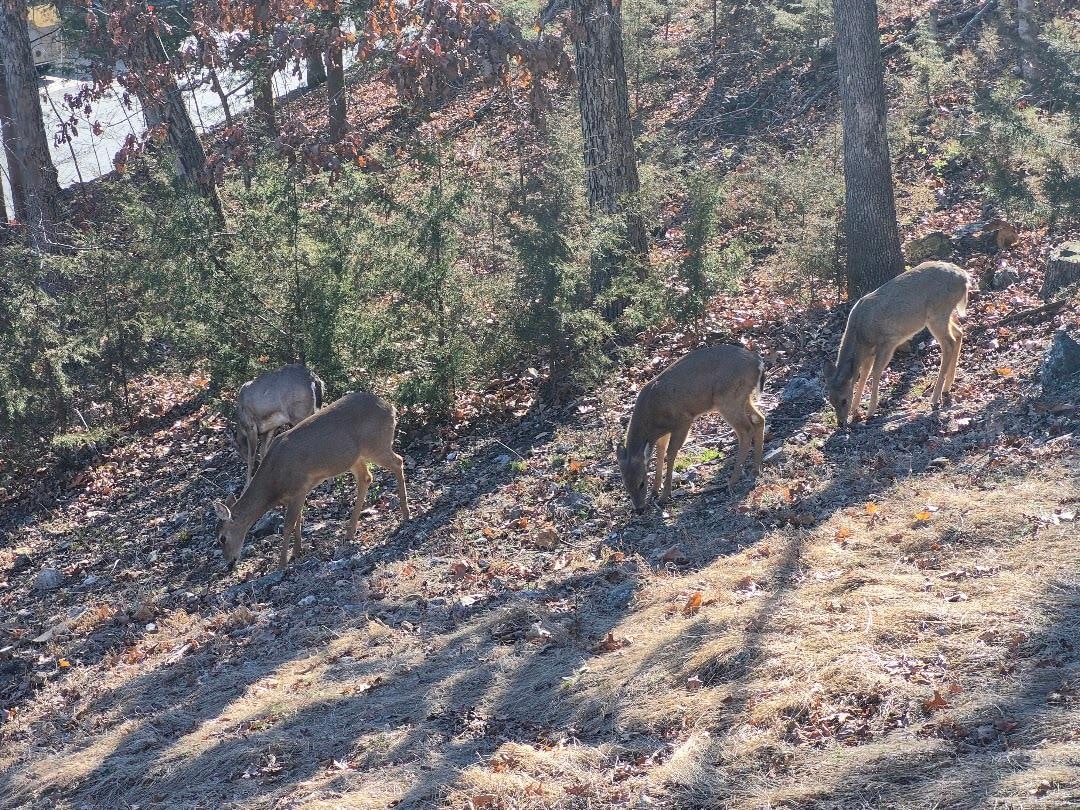 Deer 20 feet from patio.