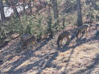 Deer 20 feet from patio.