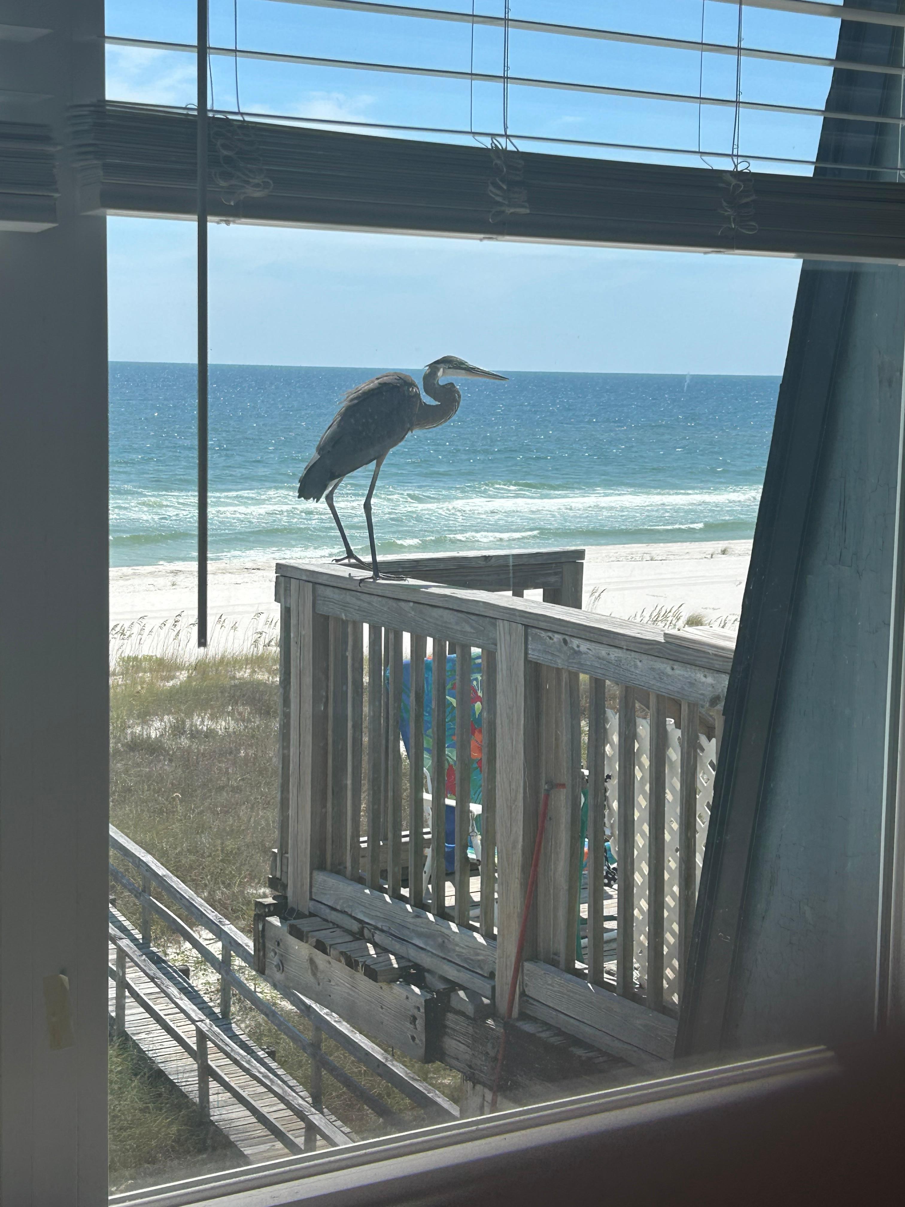 My son n law made a friend while fishing. 