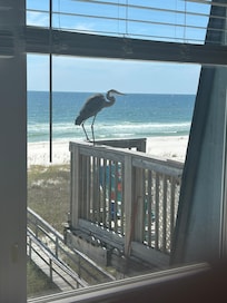 My son n law made a friend while fishing.