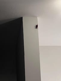 Kitchen roach