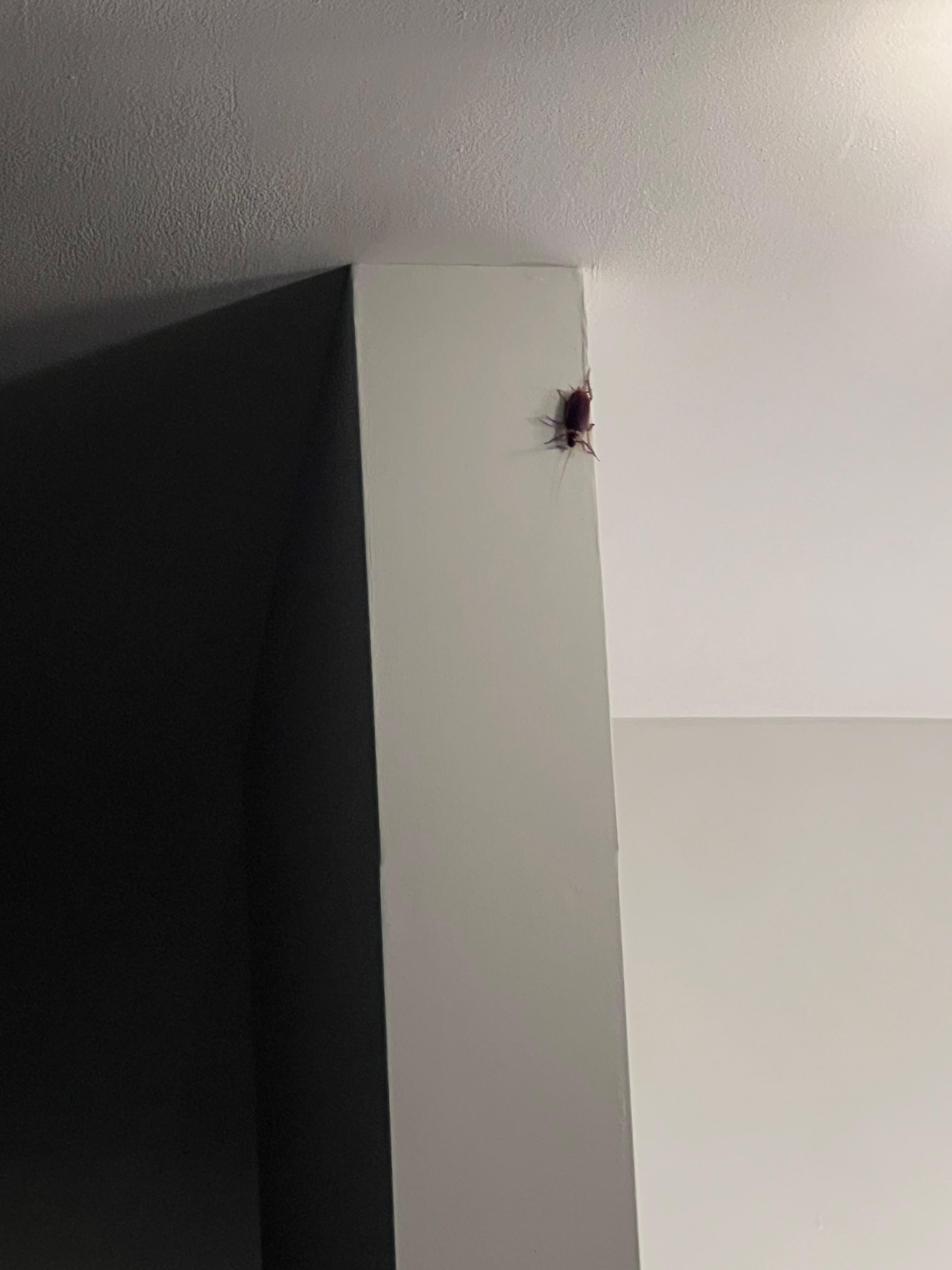 Kitchen roach