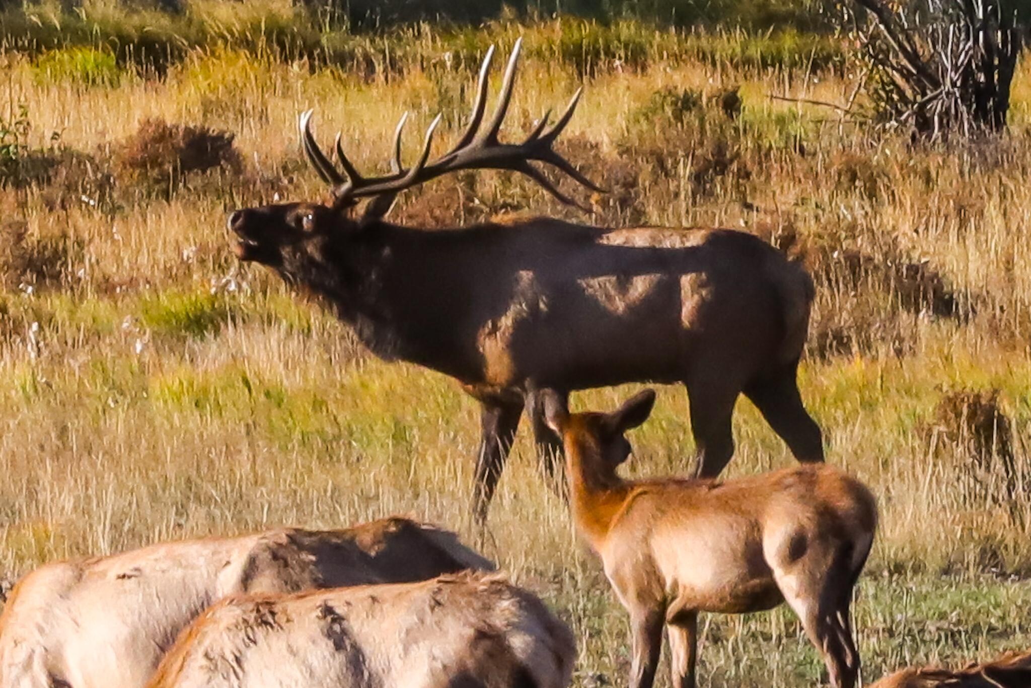 Elk in Rocky Mountain National Park 