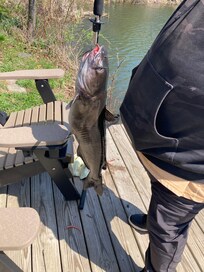 10lb cat put up a great fight but fun to catch