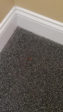 Roach in master bedroom