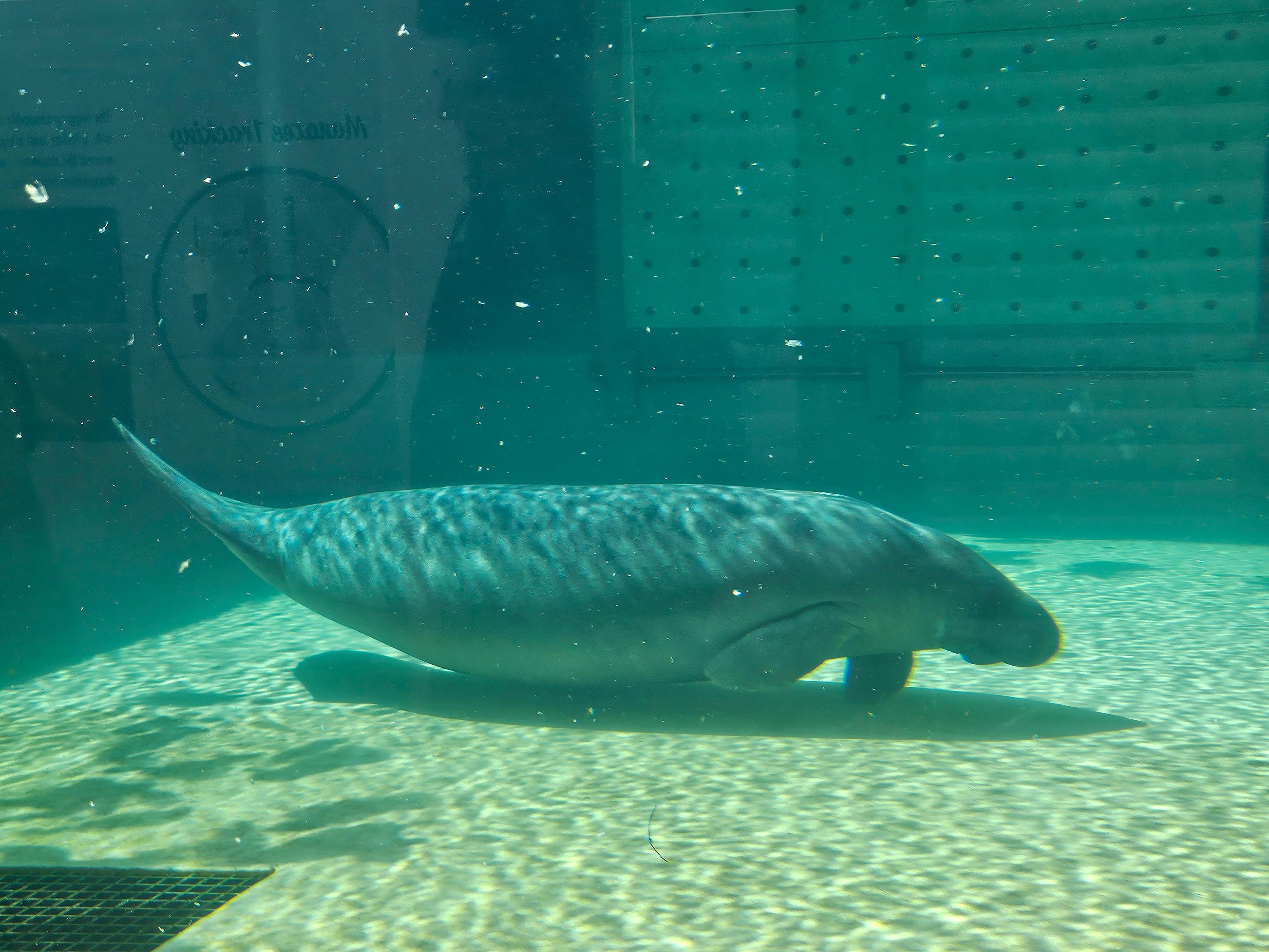 Clearwater aquarium only 30 minutes away!