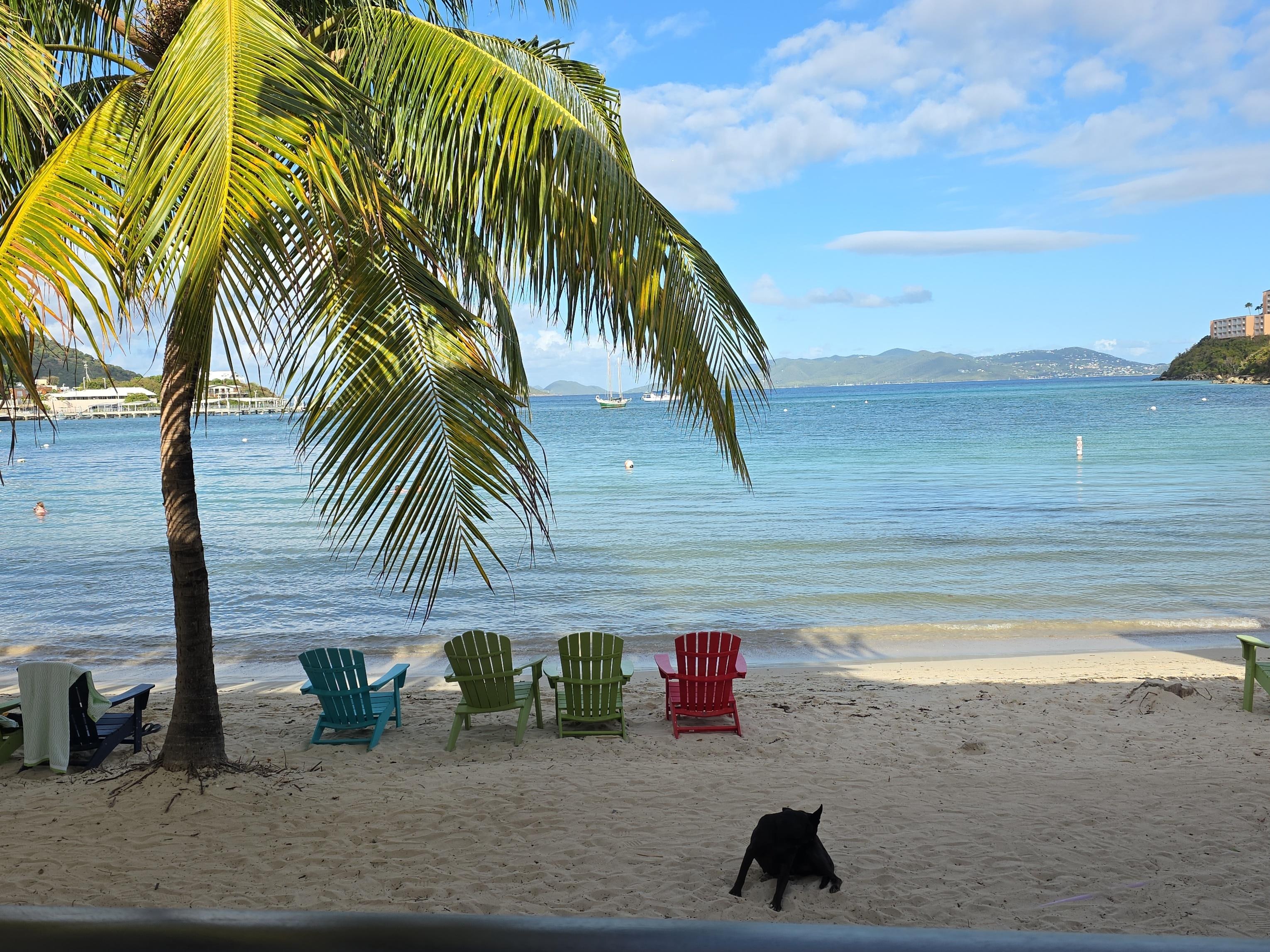 View of the beach from the bar with a really sweet and loving coconut lab who is also a resident. 