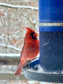 One of many varieties of birds seen from window.