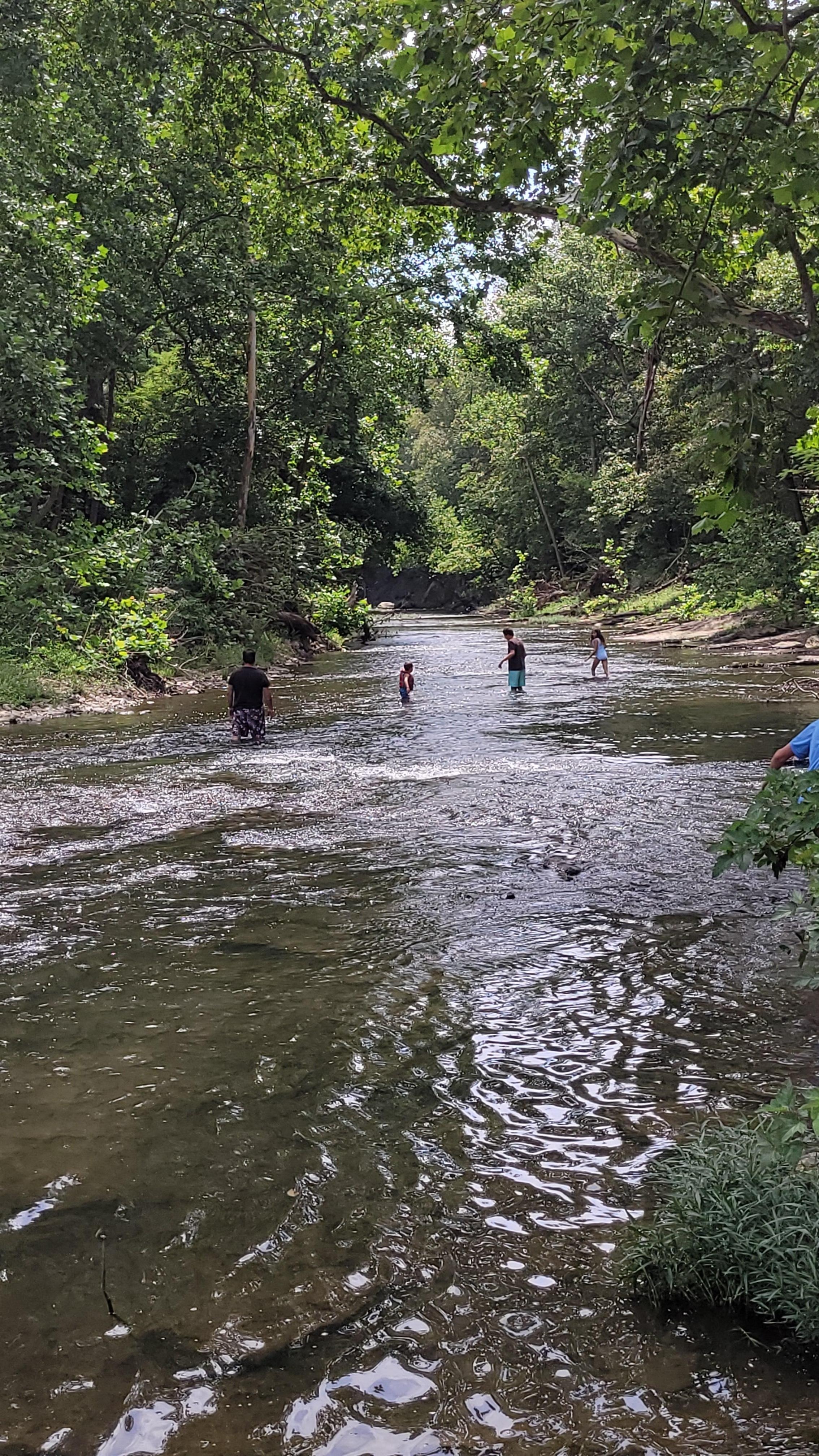 Wading through the creek