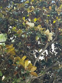 Beautiful Magnolia tree seen from backyard.