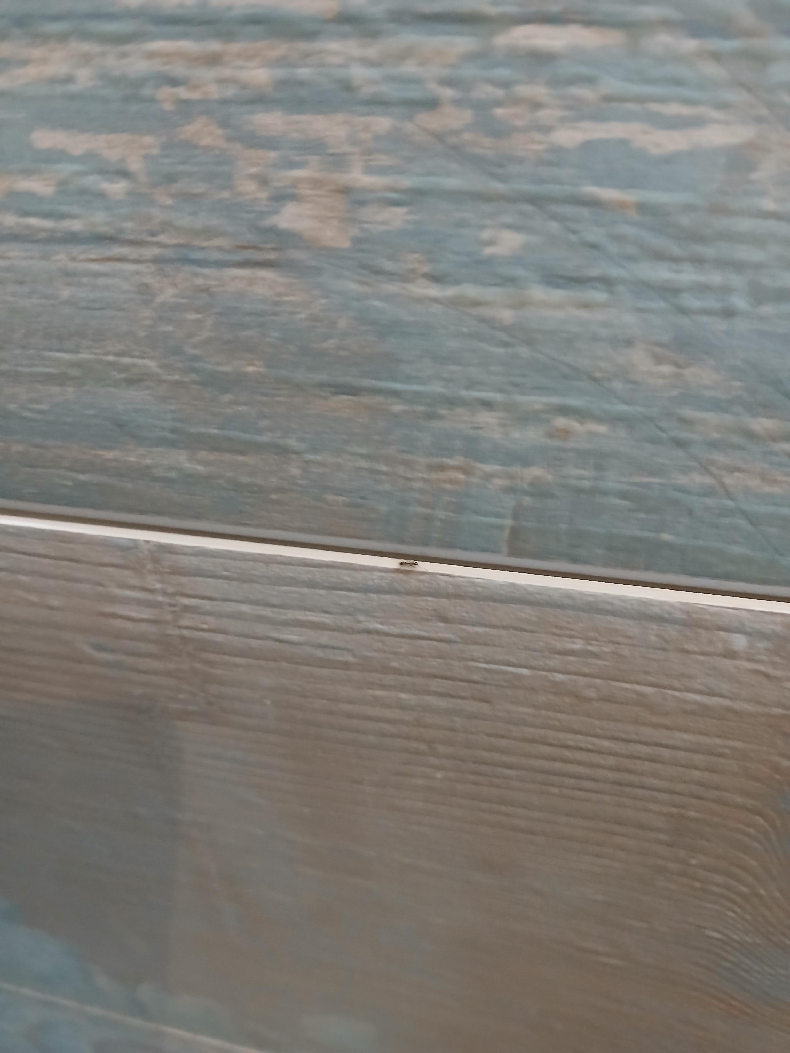 Ants on the bathroom wall