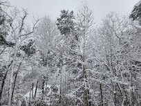 Beautiful snow covered trees!