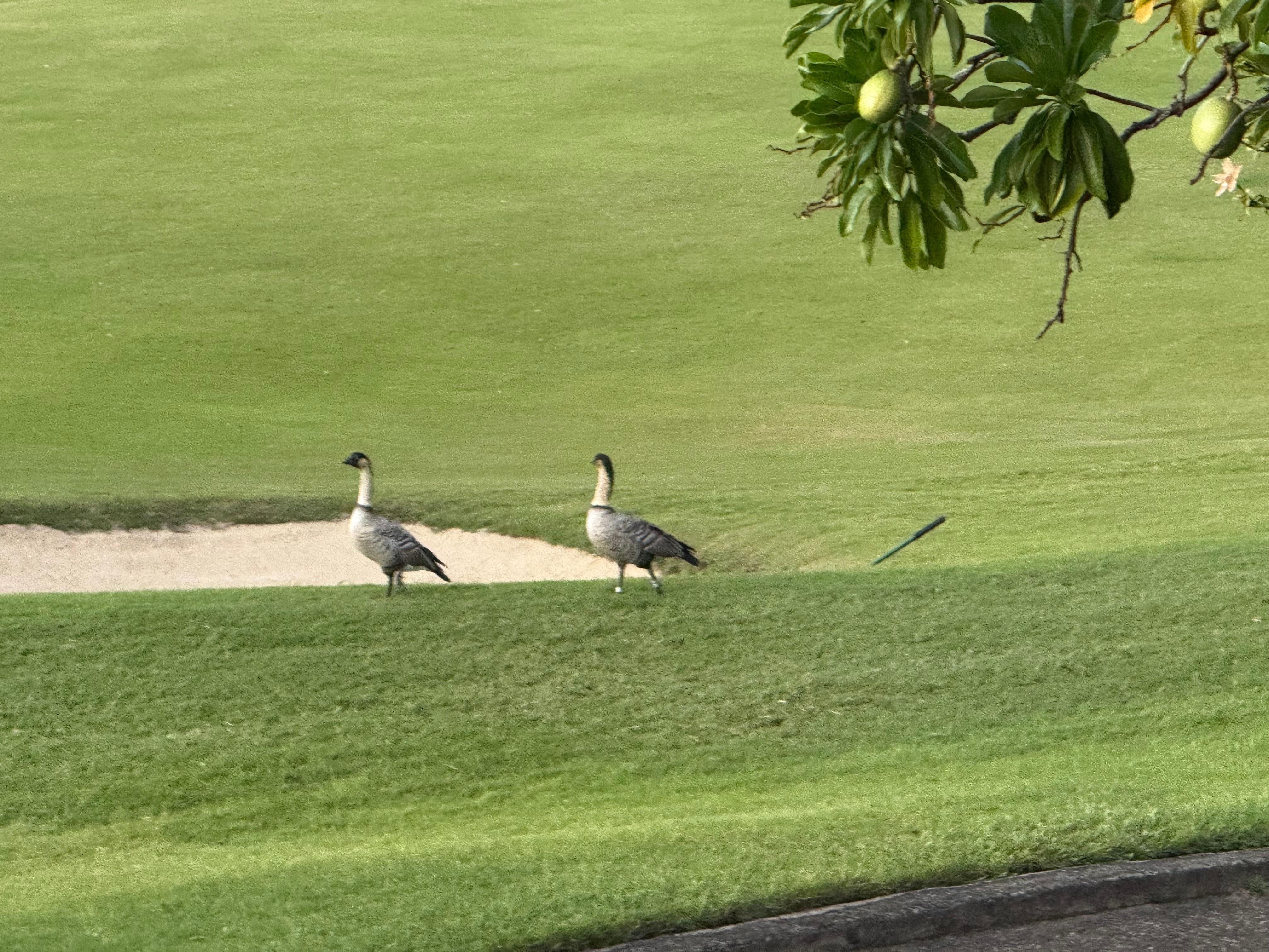 Nene on the course. Cat that visits every day helped those of us missing our own pets!
