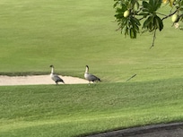 Nene on the course. Cat that visits every day helped those of us missing our own pets!