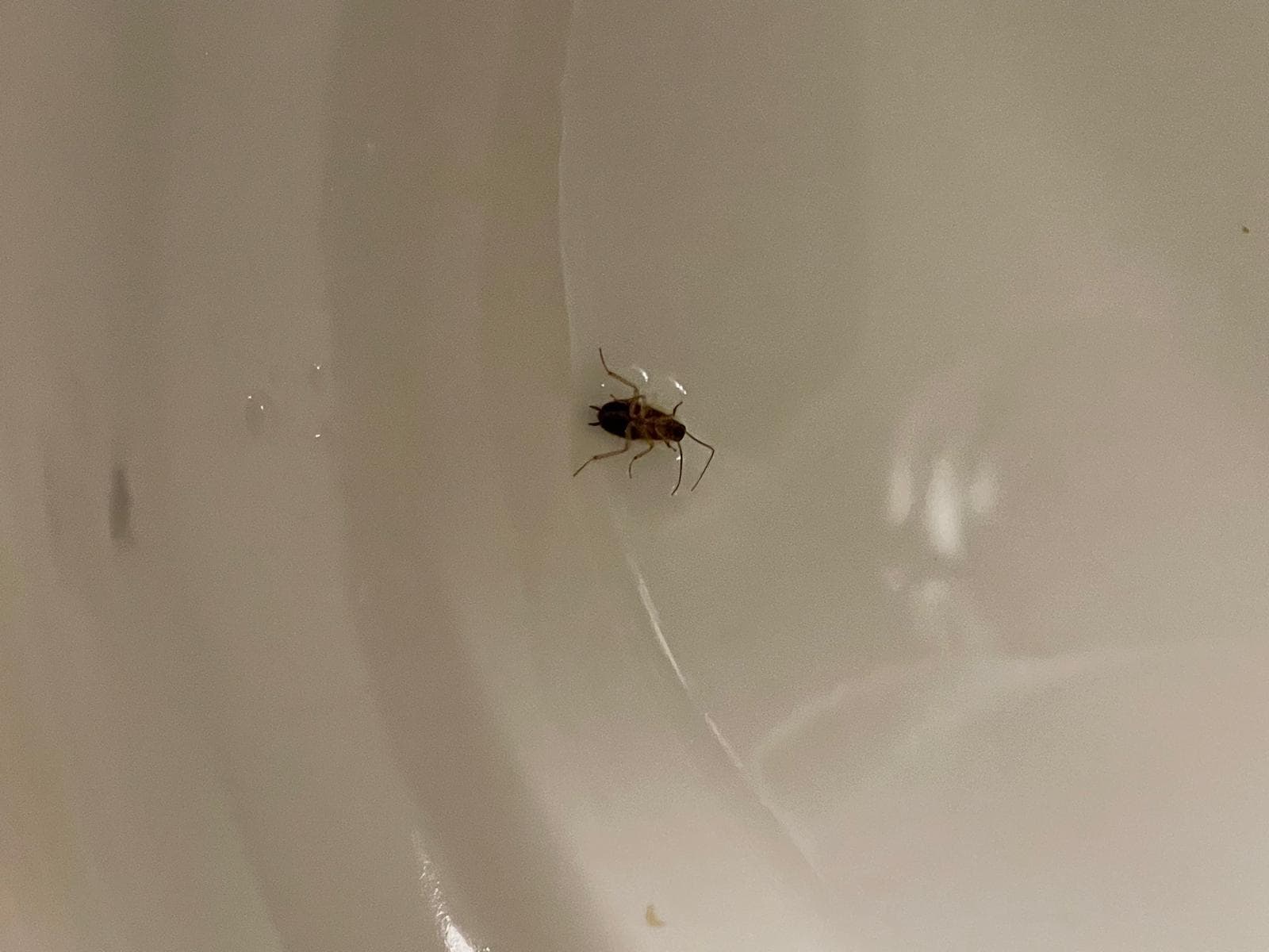 Roach in toilet