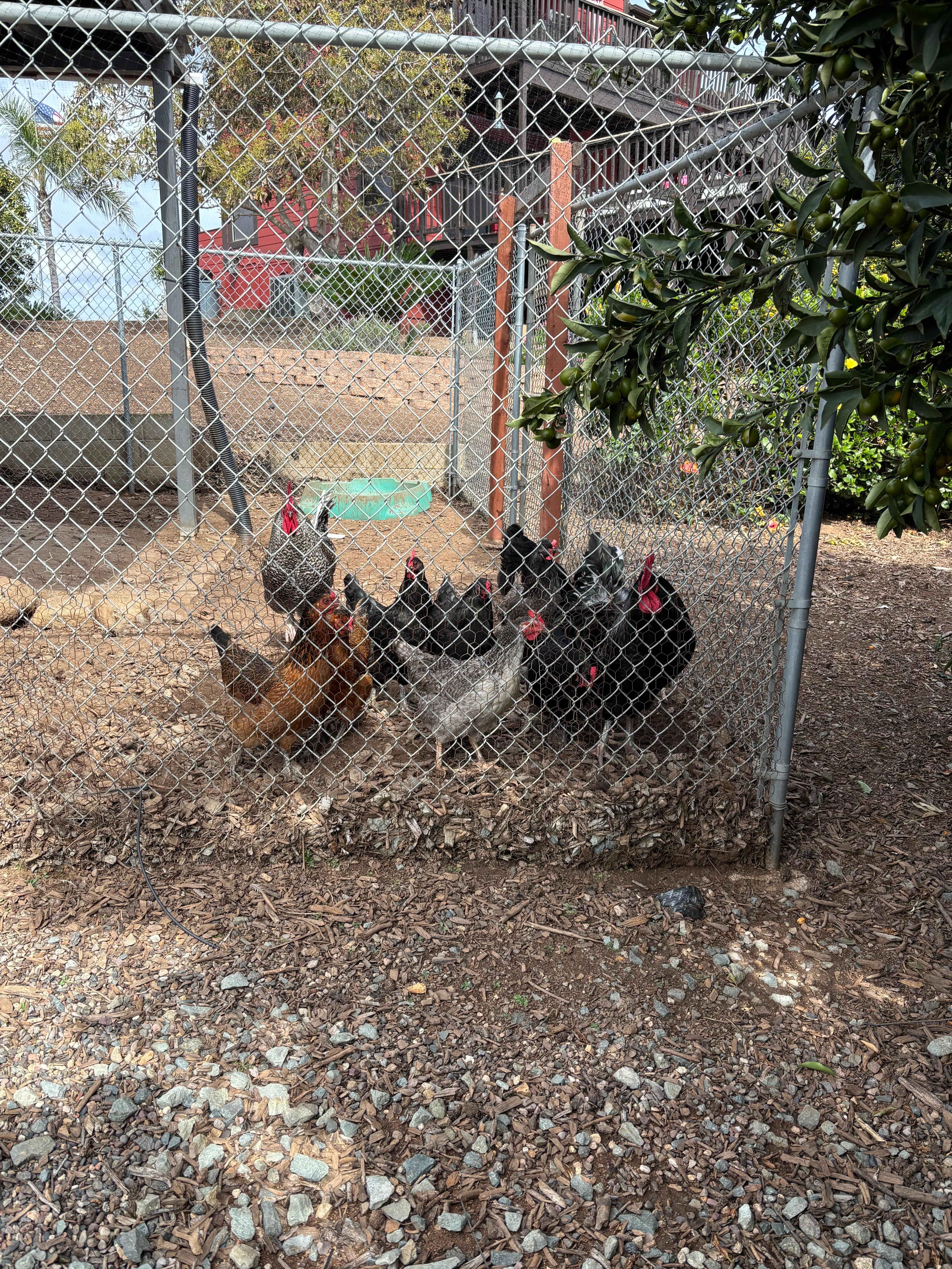 Fun roosters and chickens 