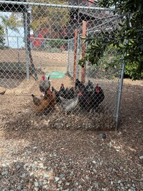 Fun roosters and chickens