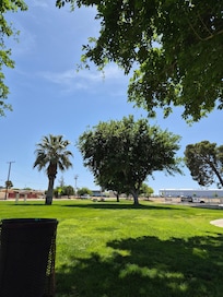 Palm tree and shade
